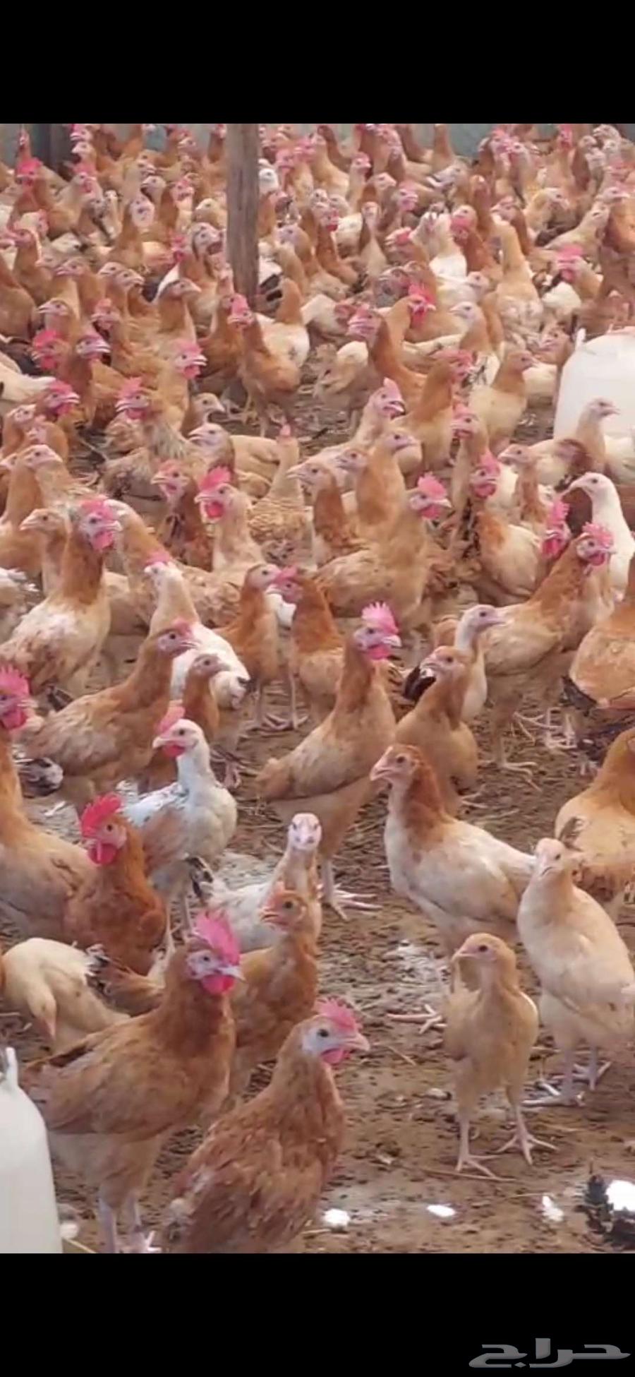 دجاج بلدي وديوك63389060382081112