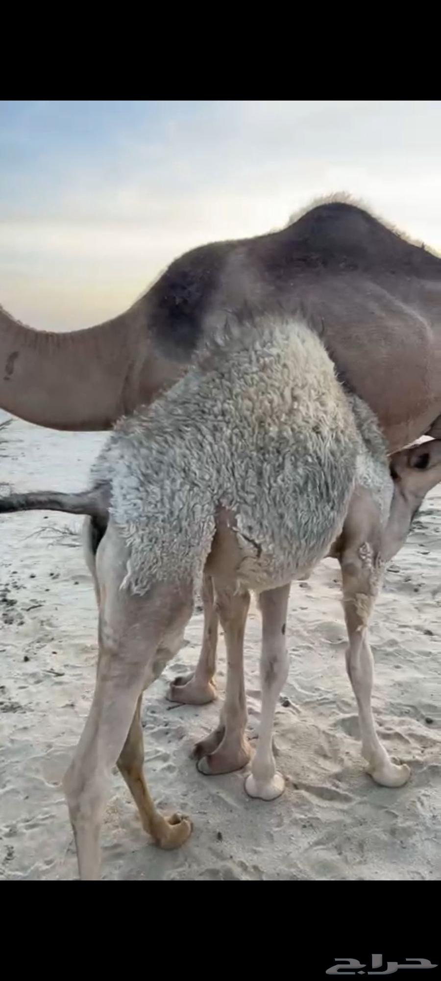 حشوان الجنوب خميس مشيط للبيع63390767278721113