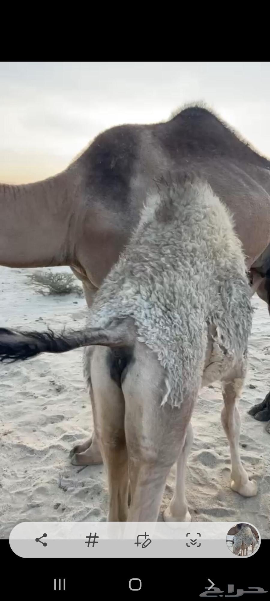 حشوان الجنوب خميس مشيط للبيع63390767278721114