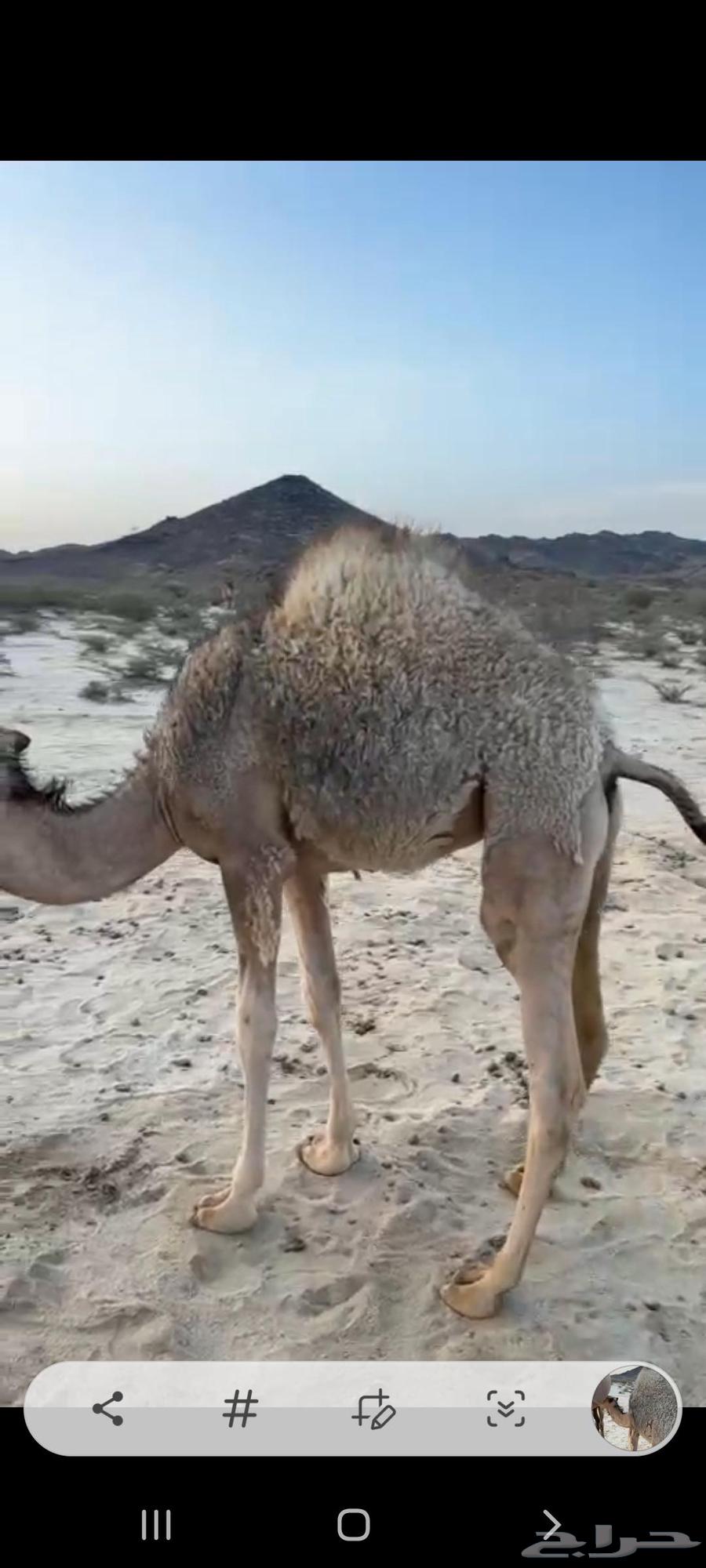 حشوان الجنوب خميس مشيط للبيع63390767278721112