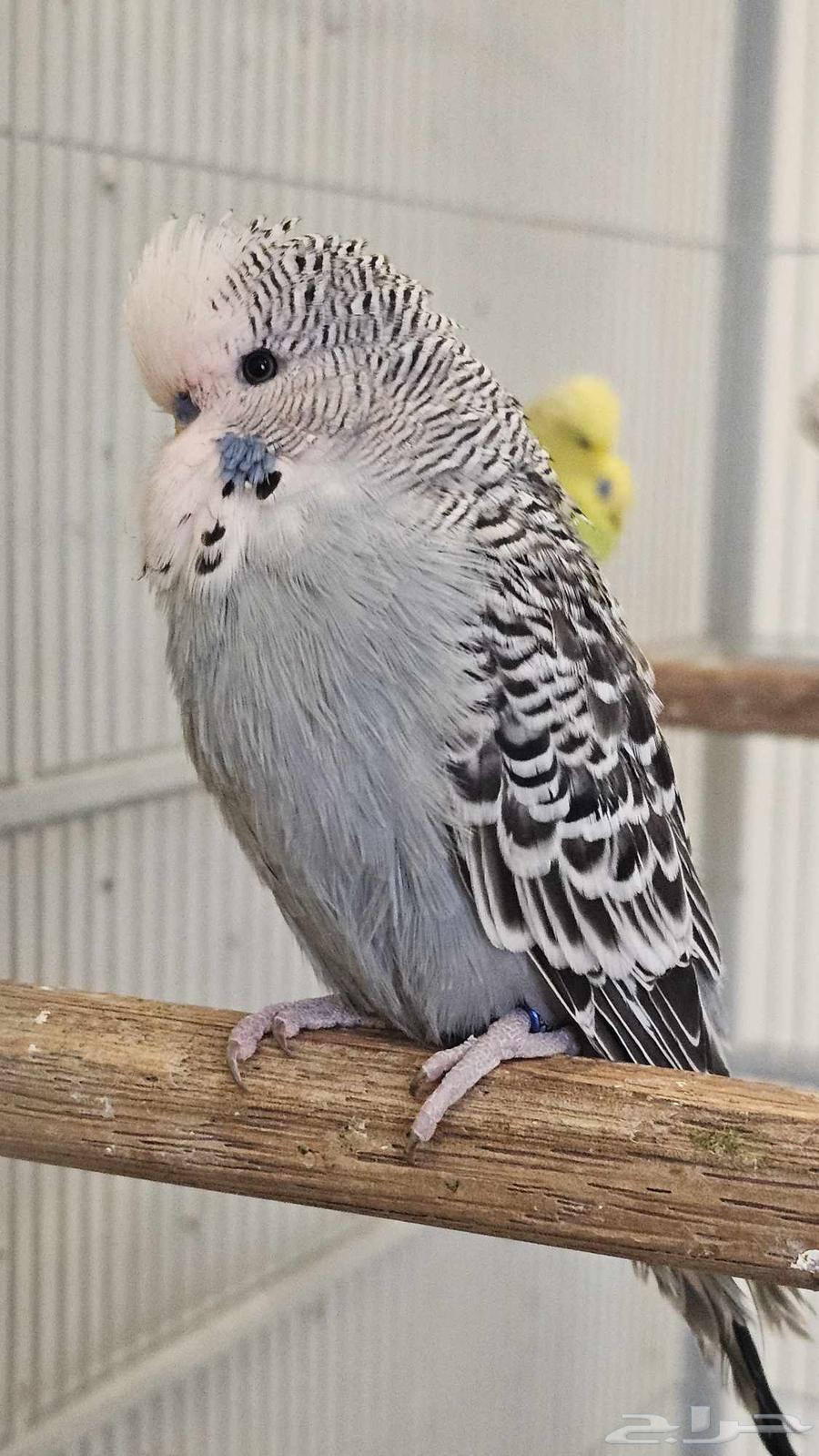 Male English Budgies63390097320705111
