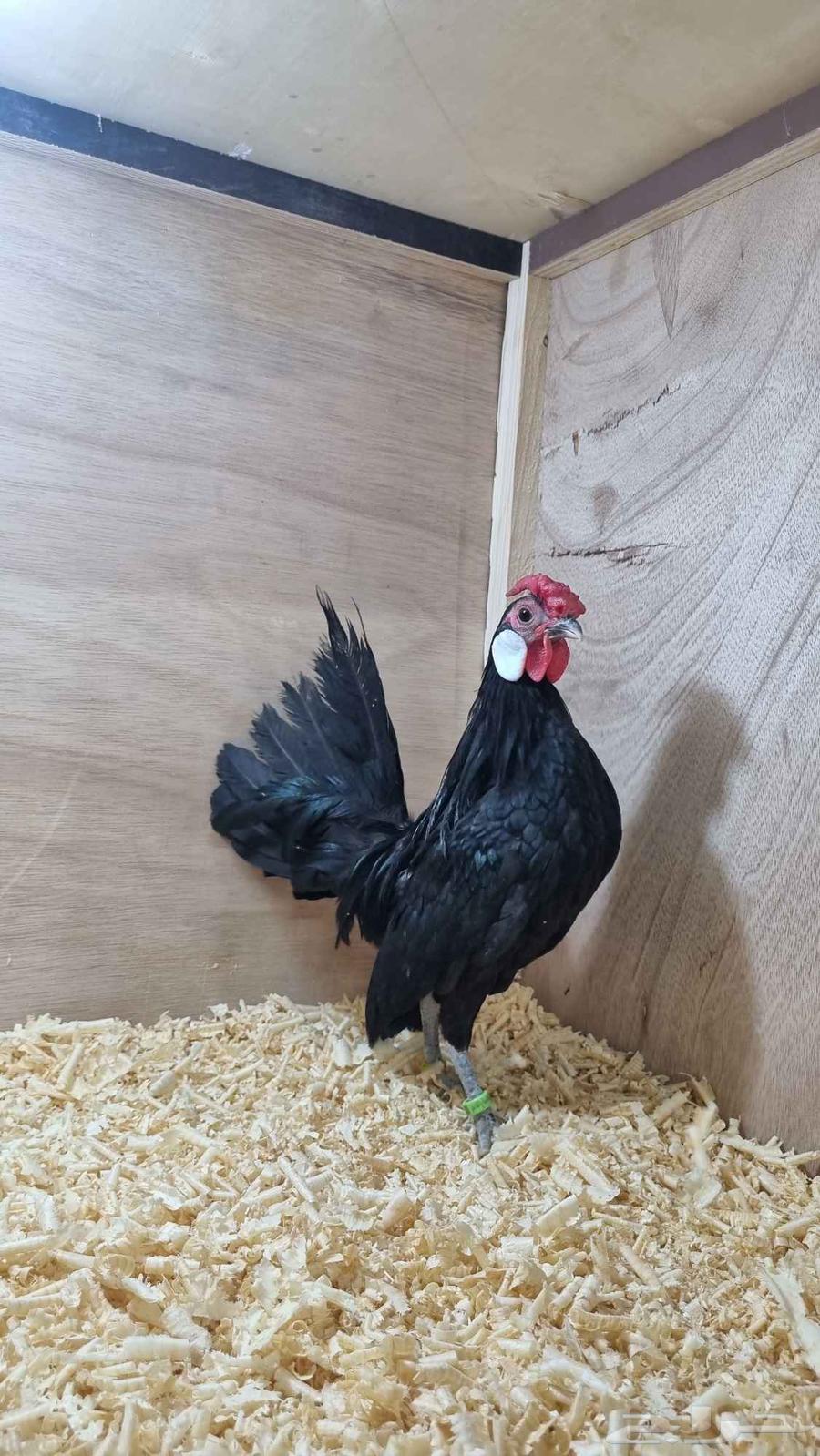 ديك روز كامب مميز63391032244482111