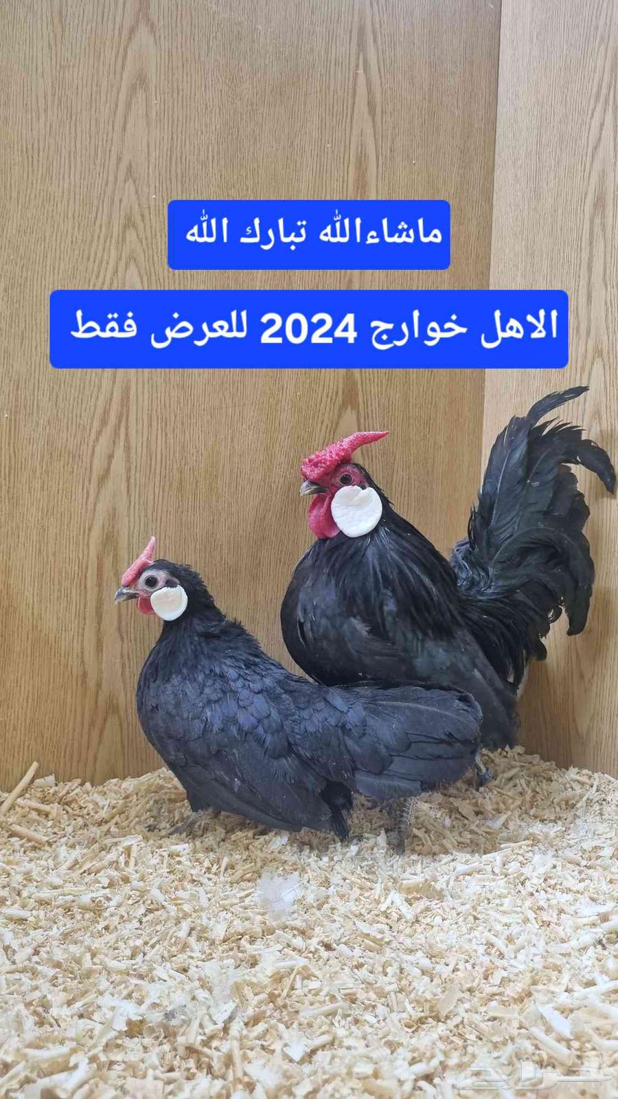ديك روز كامب مميز63391032244482112