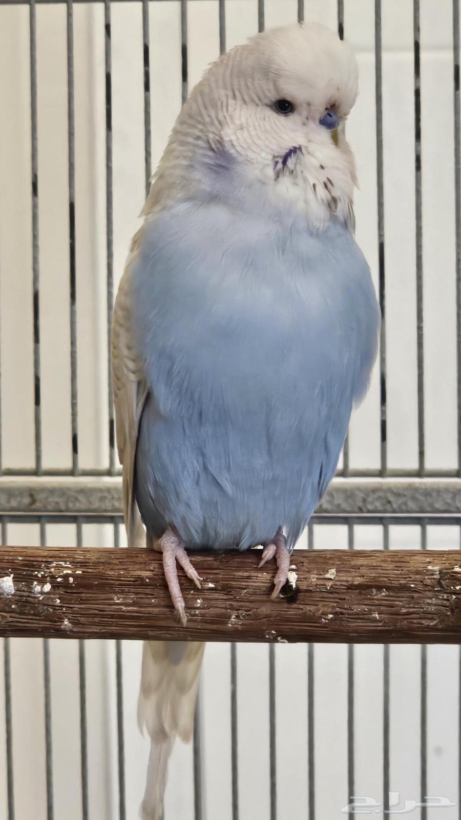 Male English Budgies63390097320705114