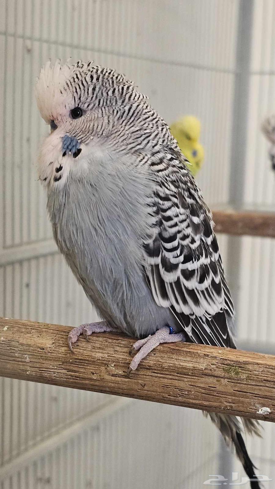 Male English Budgies633900973207051121