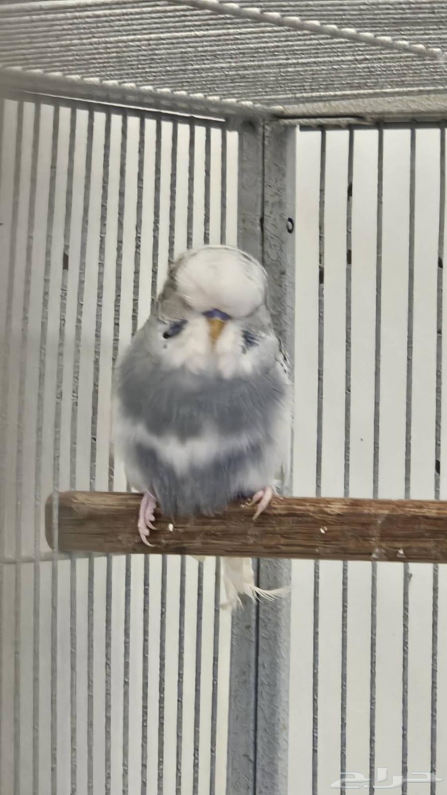 Male English Budgies63390097320705113