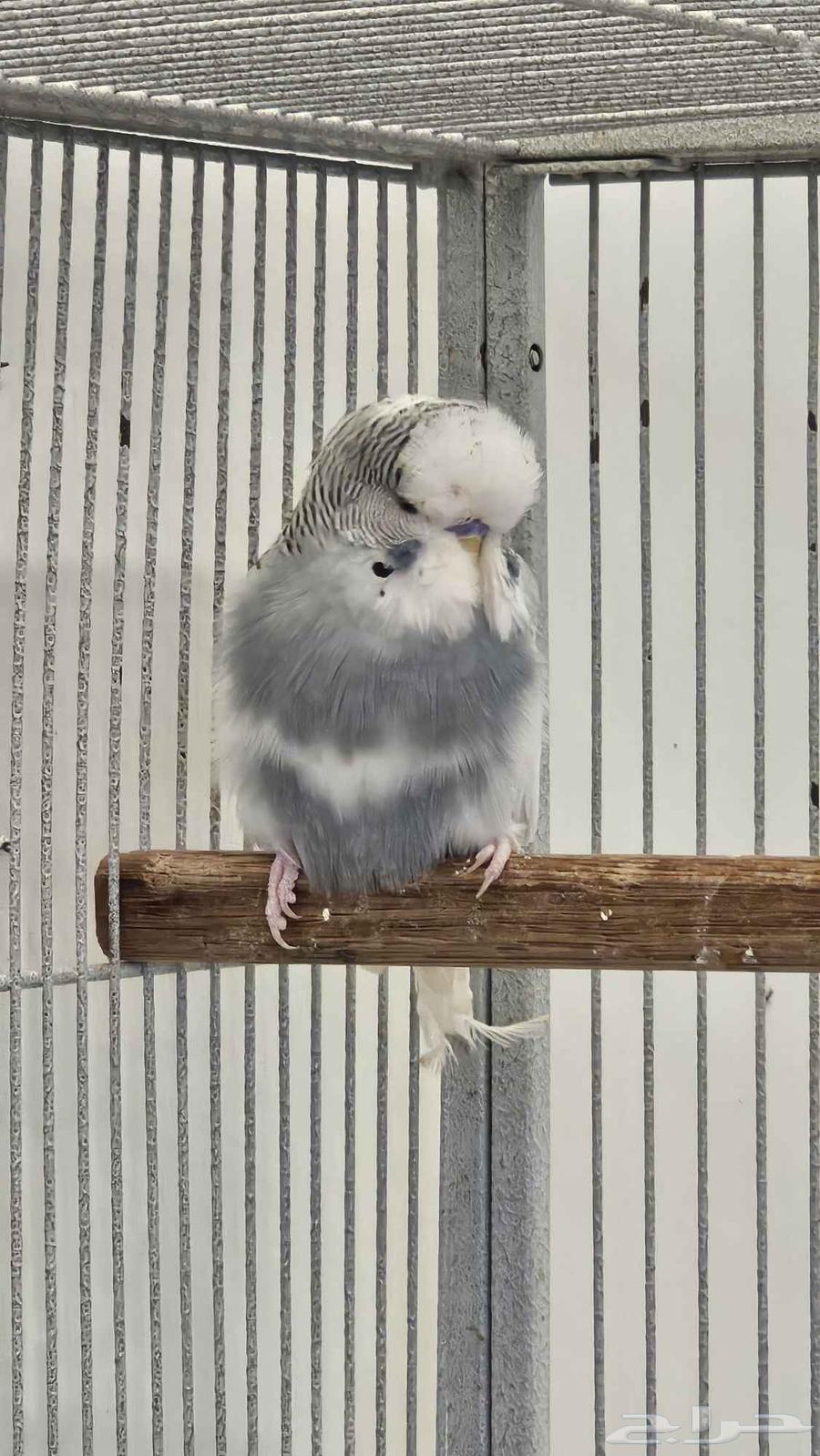Male English Budgies63390097320705112
