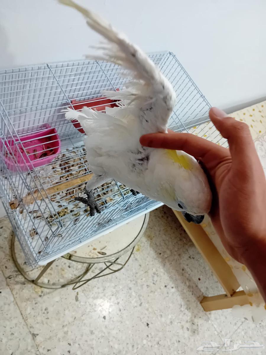 ببغاء كوكاتو انثى جاهزة وليف حمامة (تم البيع)63388947193347114