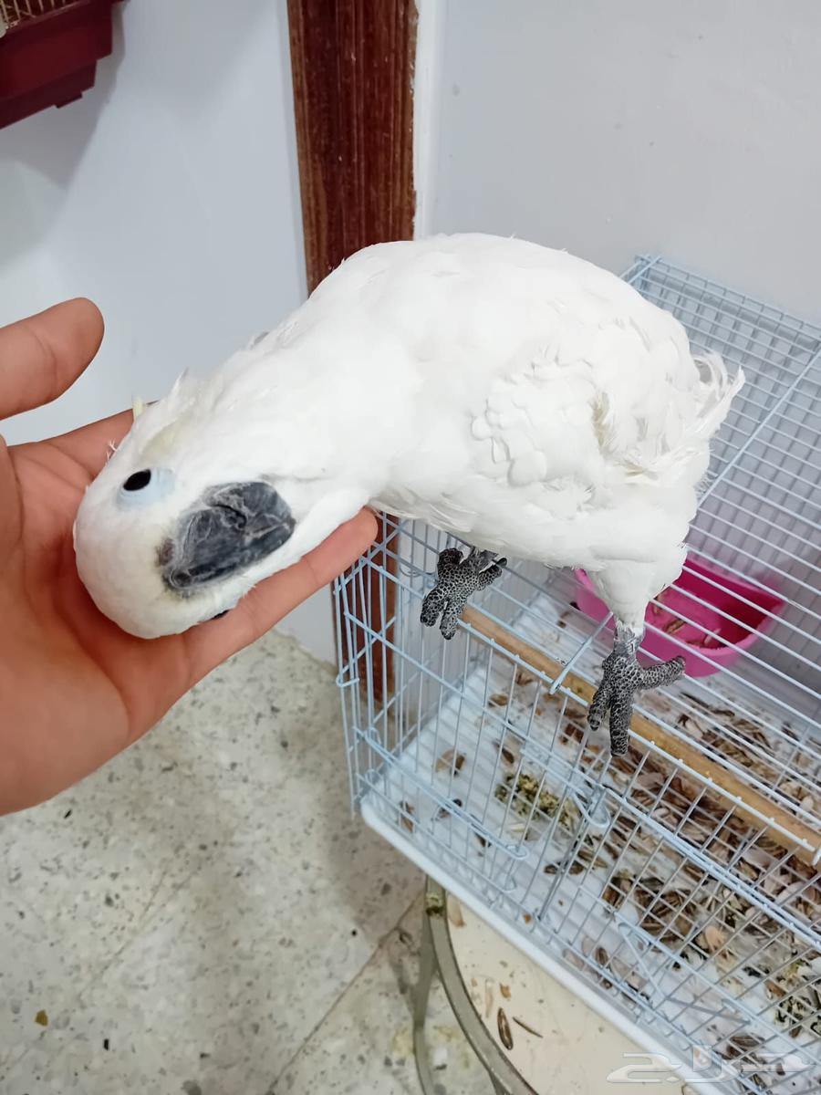 ببغاء كوكاتو انثى جاهزة وليف حمامة (تم البيع)63388947193347111