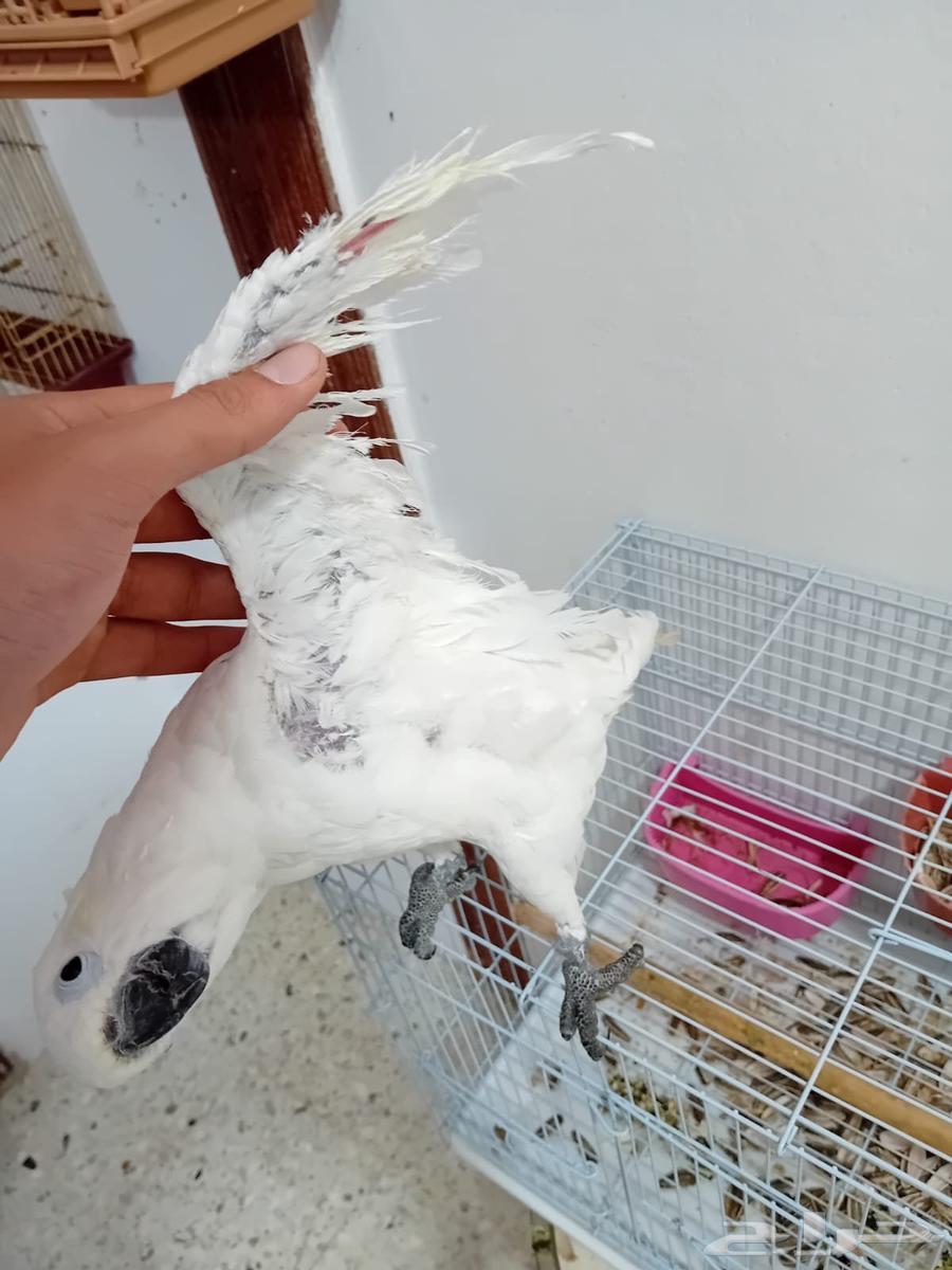 ببغاء كوكاتو انثى جاهزة وليف حمامة (تم البيع)63388947193347112