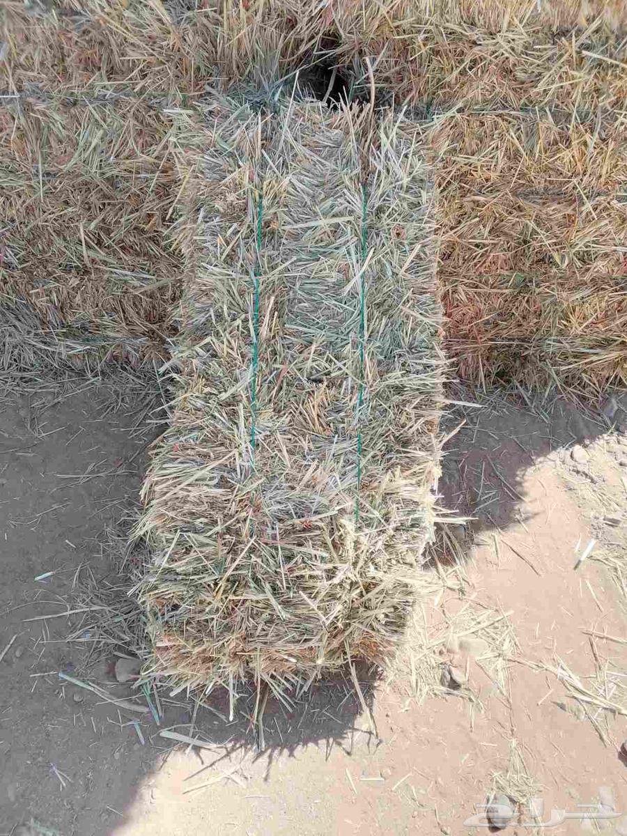 (تم البيع) ذره جيزانيه ورق ( فاخره )63390579420931110