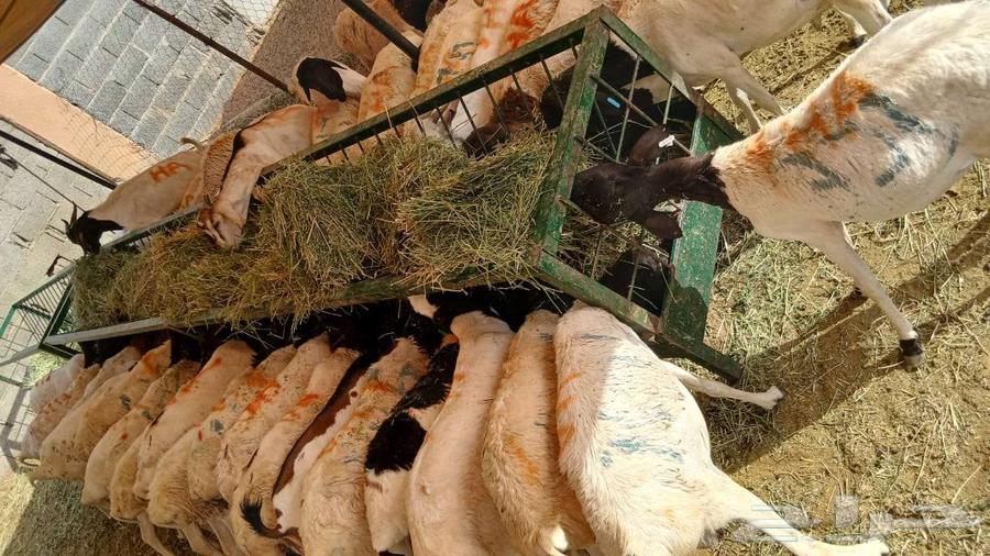 برابر لحم طيب واوزان ممتازة واسعار مناسبة جملة وتفريد63390364690561113