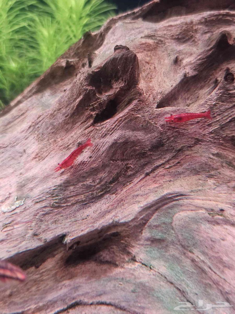 Cherry Shrimp63389422188418111