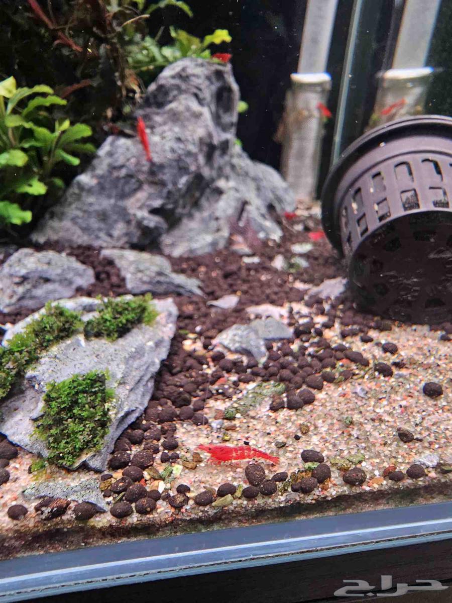 Cherry Shrimp63389422188418112
