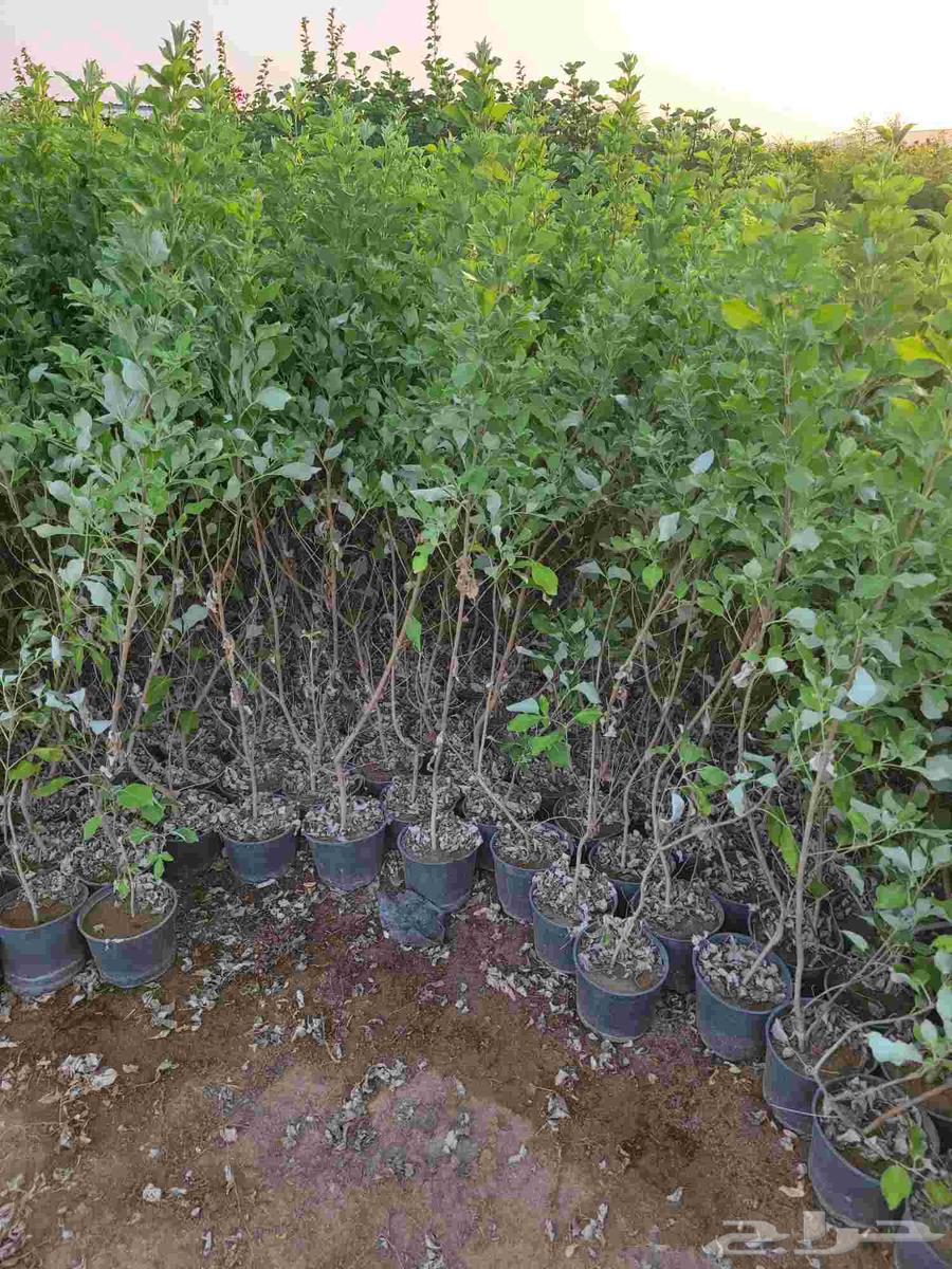 Ibrahim Al-Zahrani Nursery for Wholesale Tree Sales63389475538433113