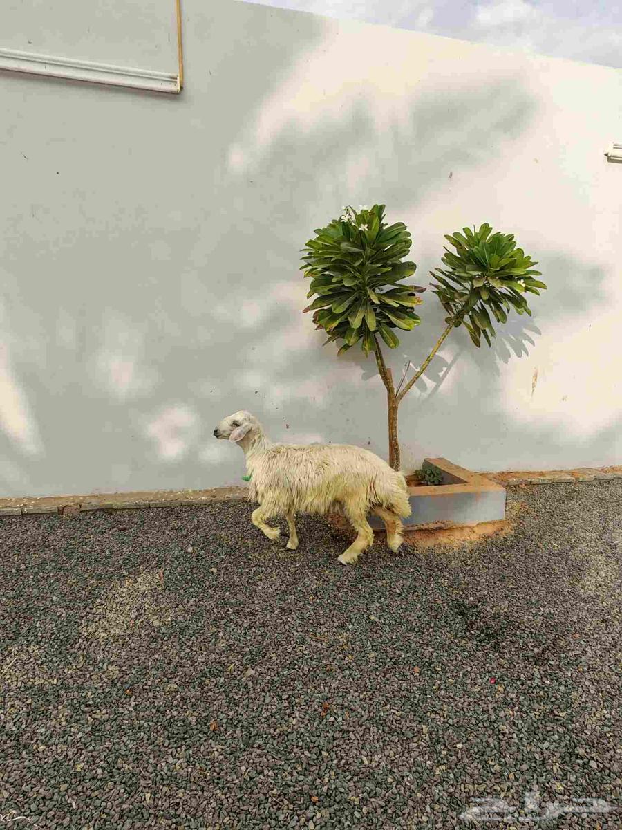 Yellow lamb for slaughter (Sold)63389339087490112