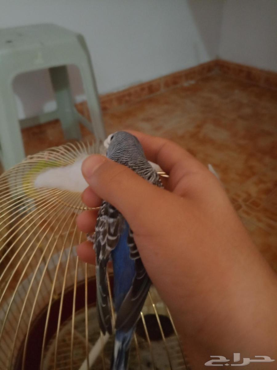 جوز بادجي للبيع اليف نص ونص الحد20063390206084993113