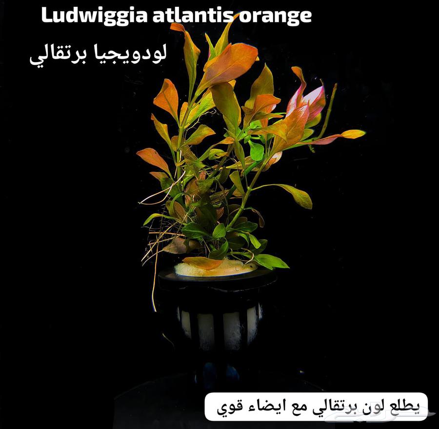 Plants for aquarium63390526955522113