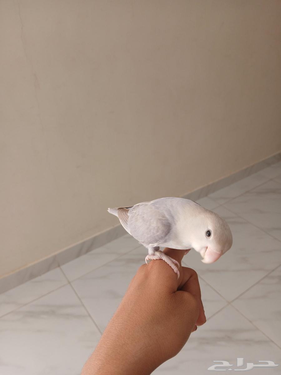 ببغاء روز633905011531531121