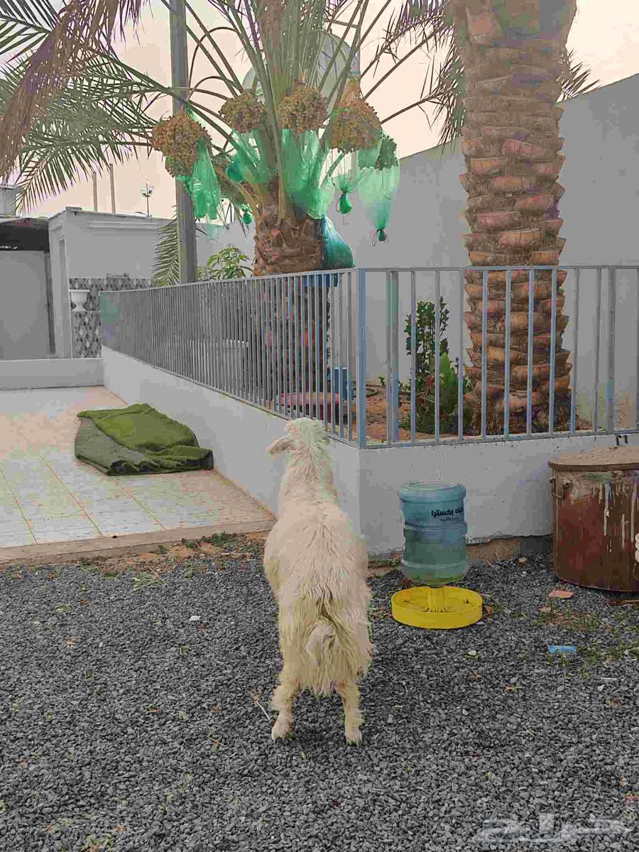 Yellow lamb for slaughter (Sold)63389339087490111