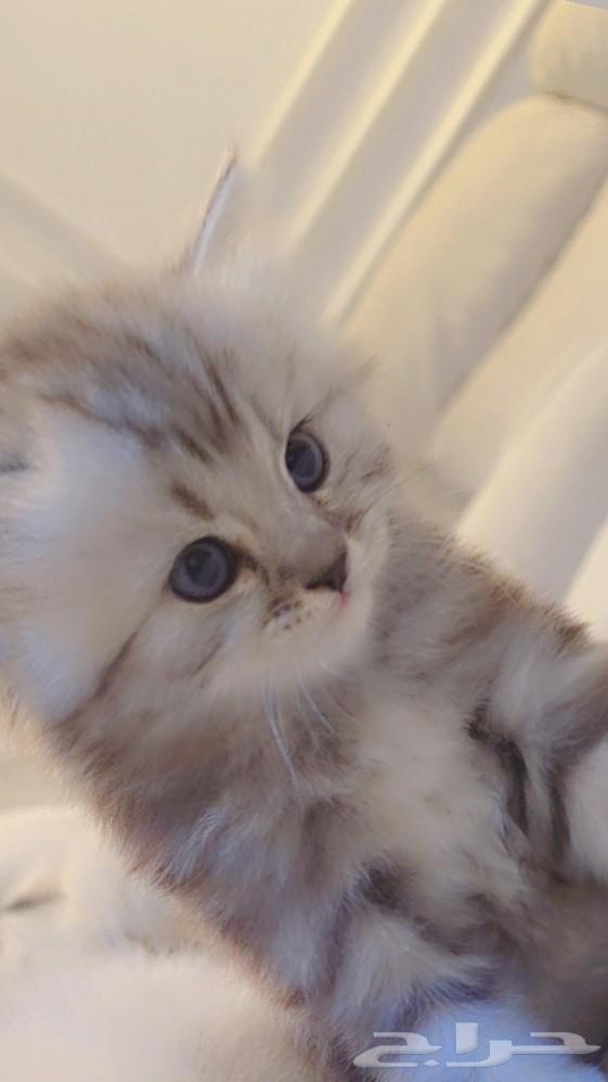 2 kittens mix ragdoll shirazi American63074559348483113