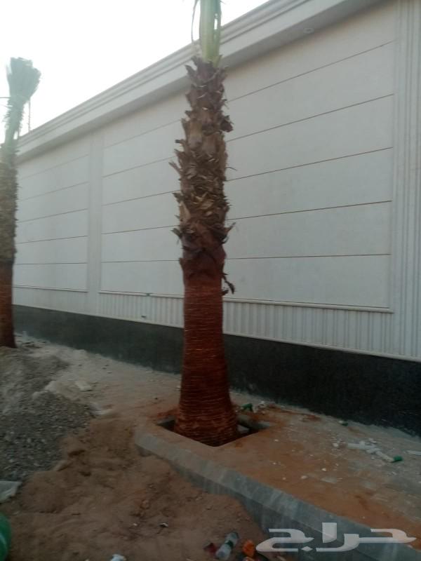 نخل واشنطن زينه63389006492417113