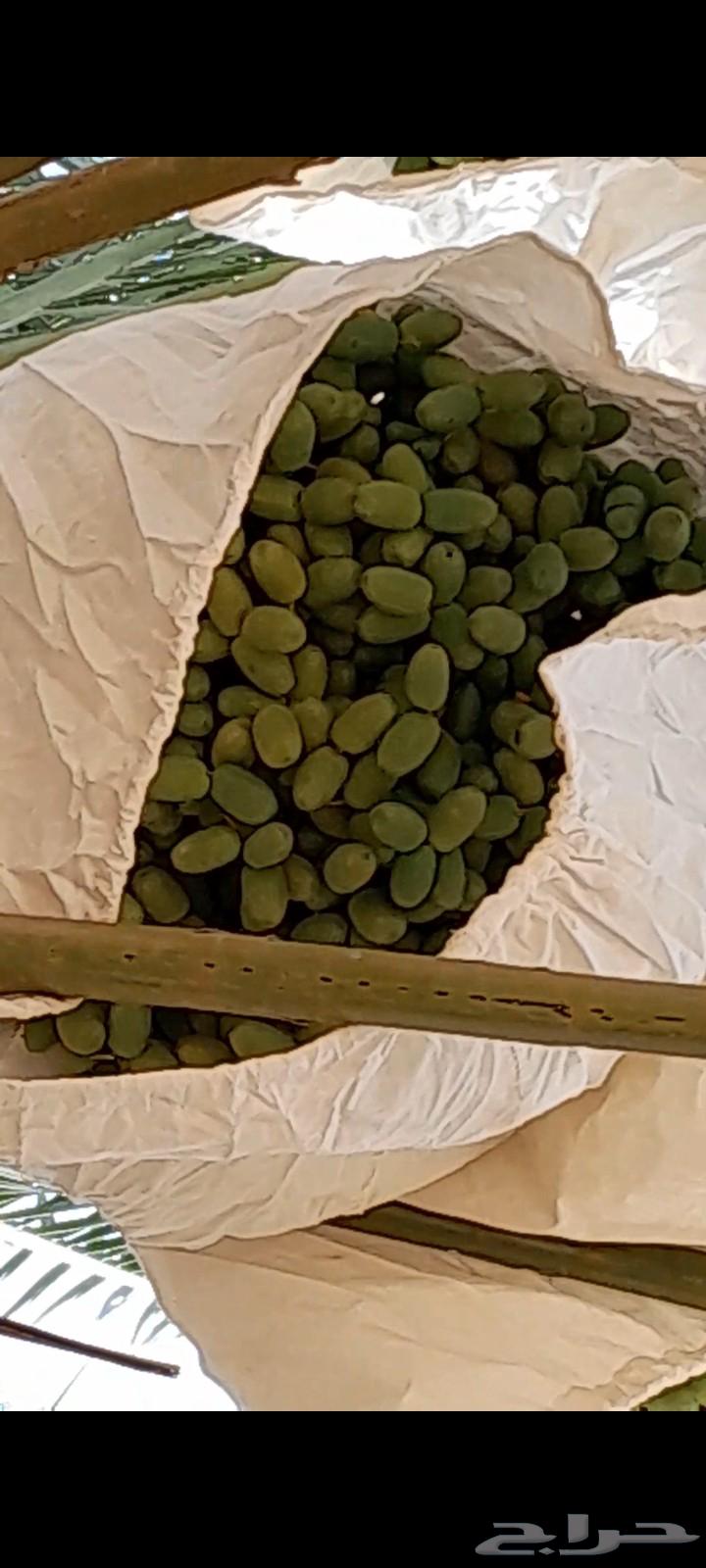 ثمر نخيل للبيع 7500 نخله63389033120387111
