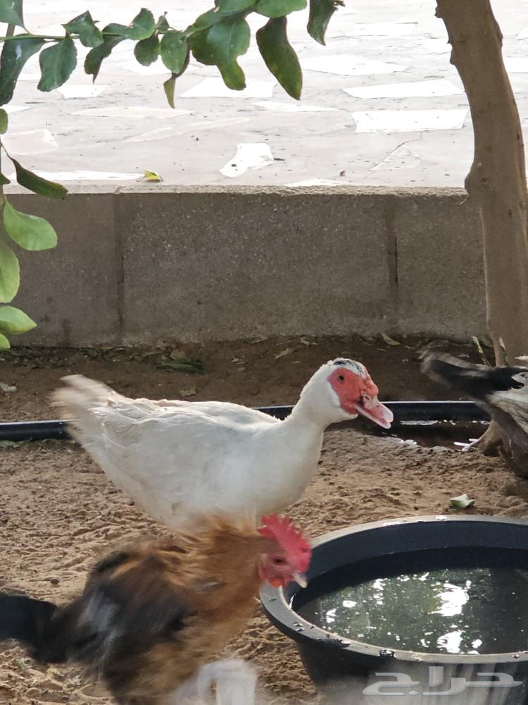 ذكر بط بح للبيع63389714810499112