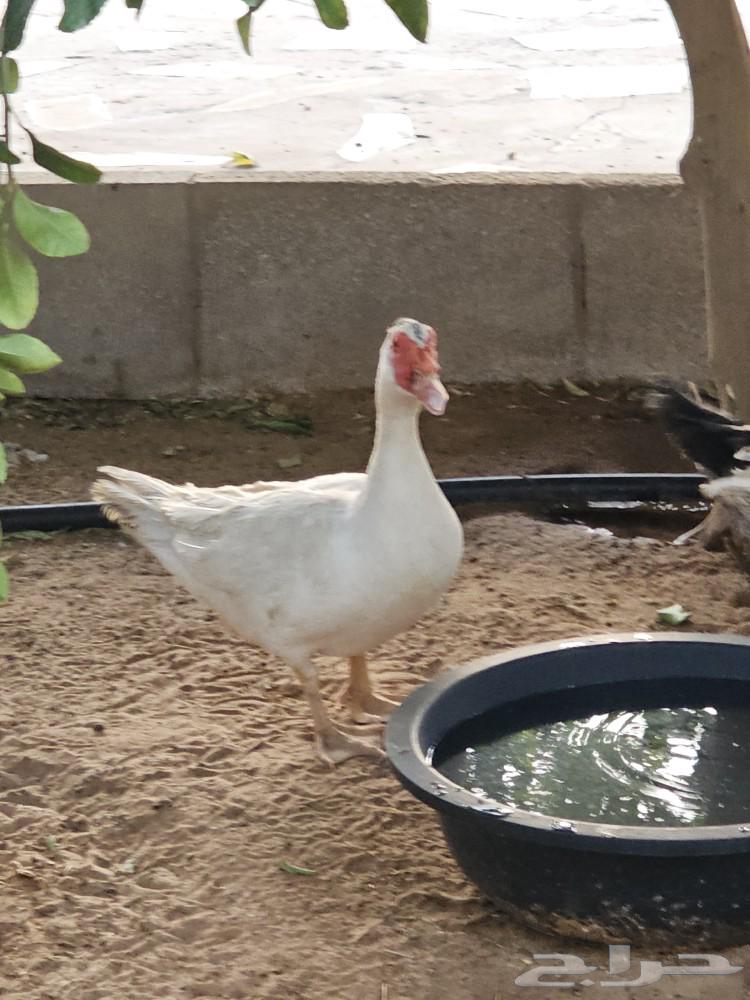 ذكر بط بح للبيع633897148104991114
