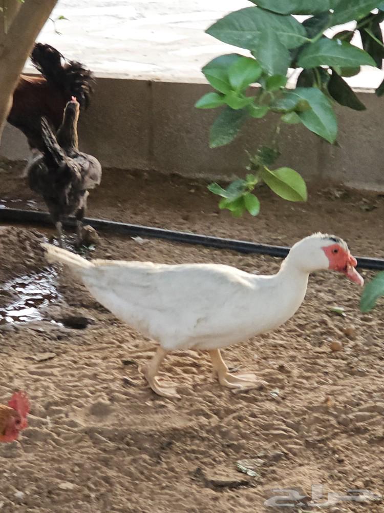 ذكر بط بح للبيع63389714810499113