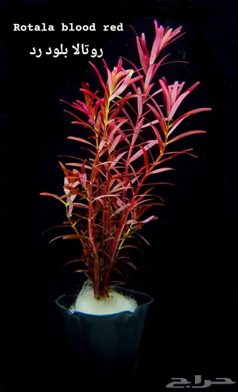 Plants for aquarium633905269555221112