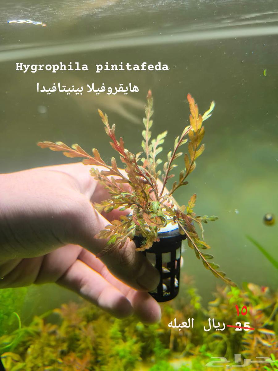 Plants for aquarium63390526955522112