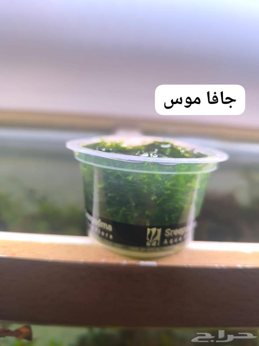 Plants for aquarium63390526955522114