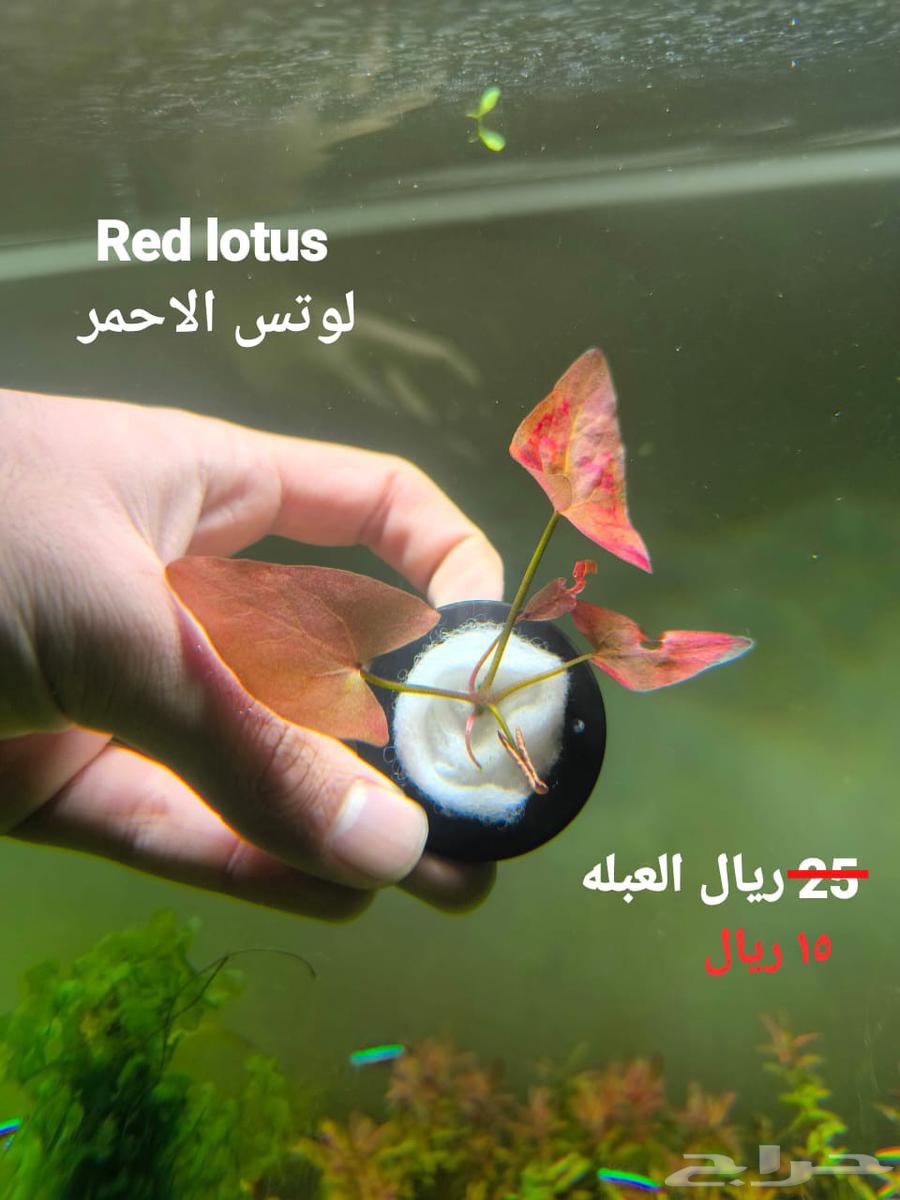 Plants for aquarium63390526955522111