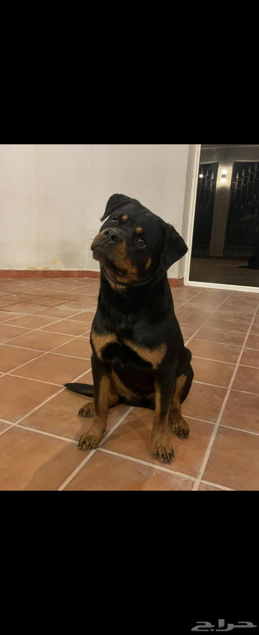 Rottweiler63381008412289113