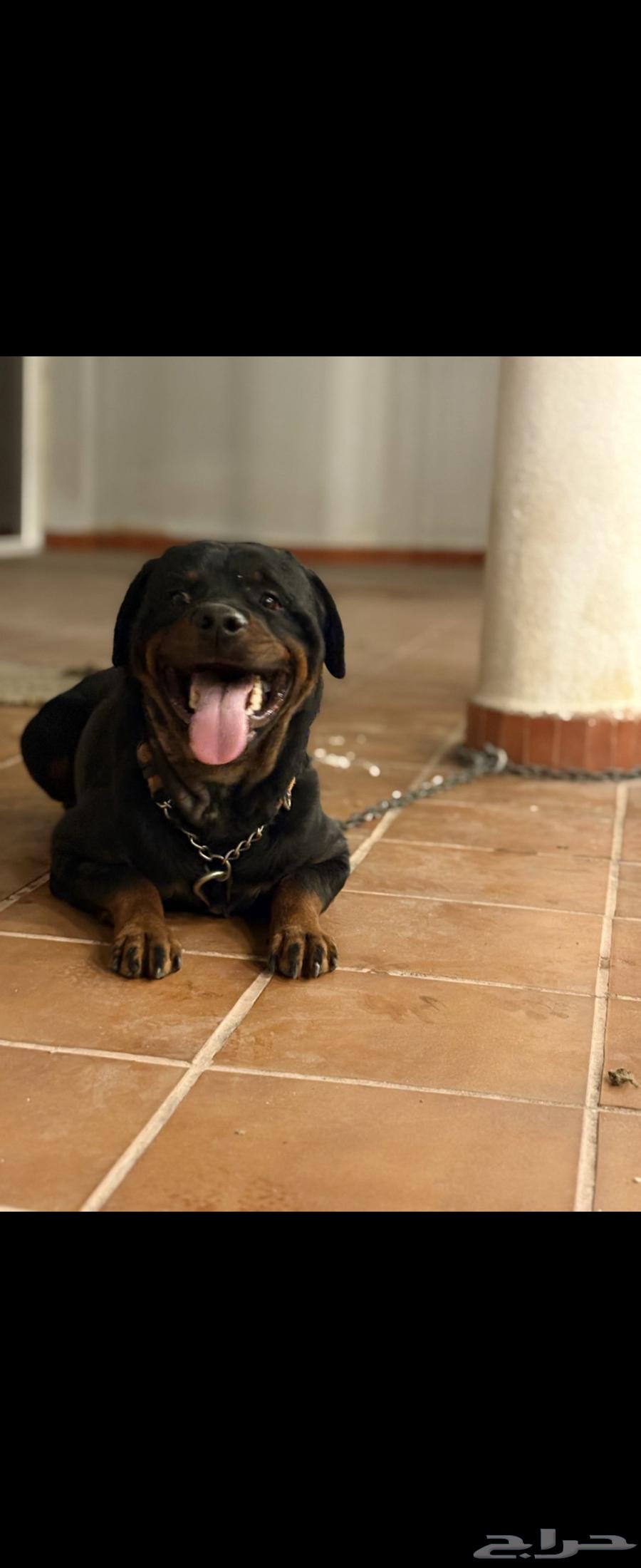 Rottweiler633810084122891127