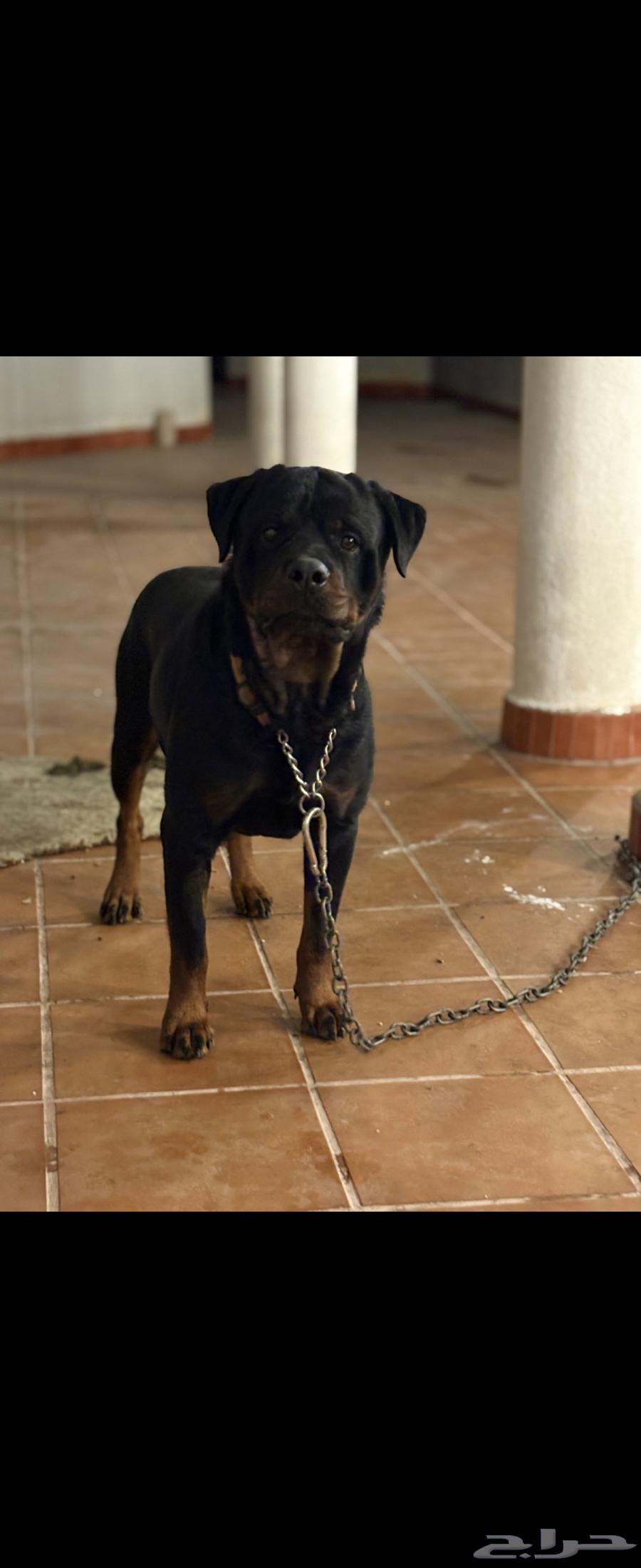 Rottweiler63381008412289111