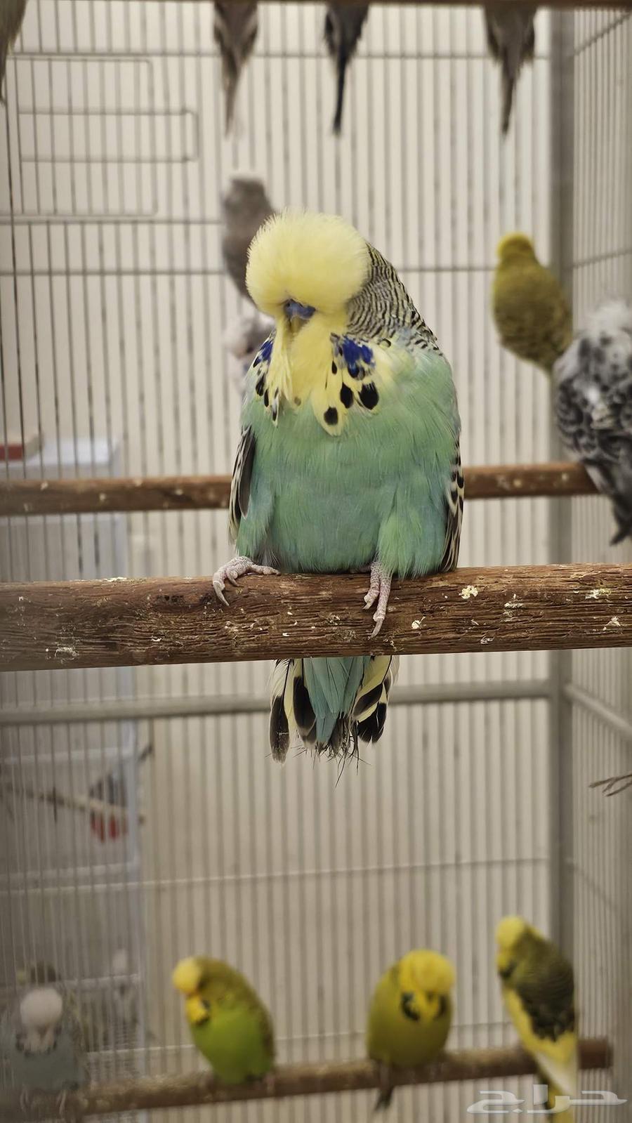 English Parakeet, Beautiful Color and Level63386803550851113