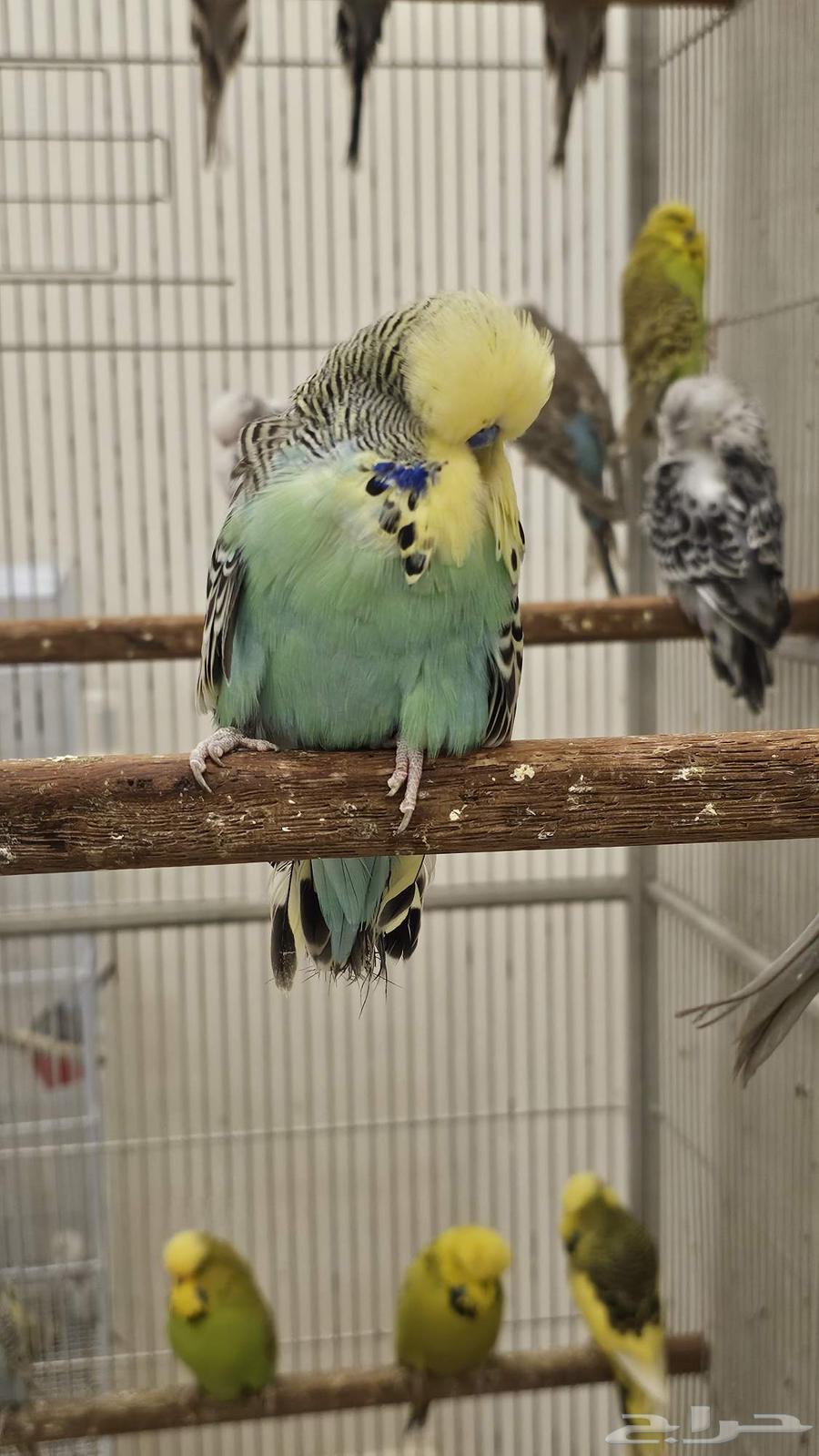 English Parakeet, Beautiful Color and Level63386803550851114