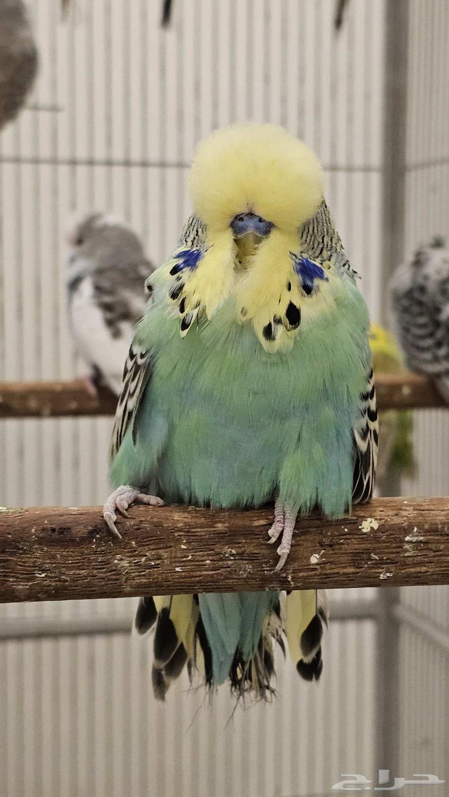 English Parakeet, Beautiful Color and Level63386803550851111
