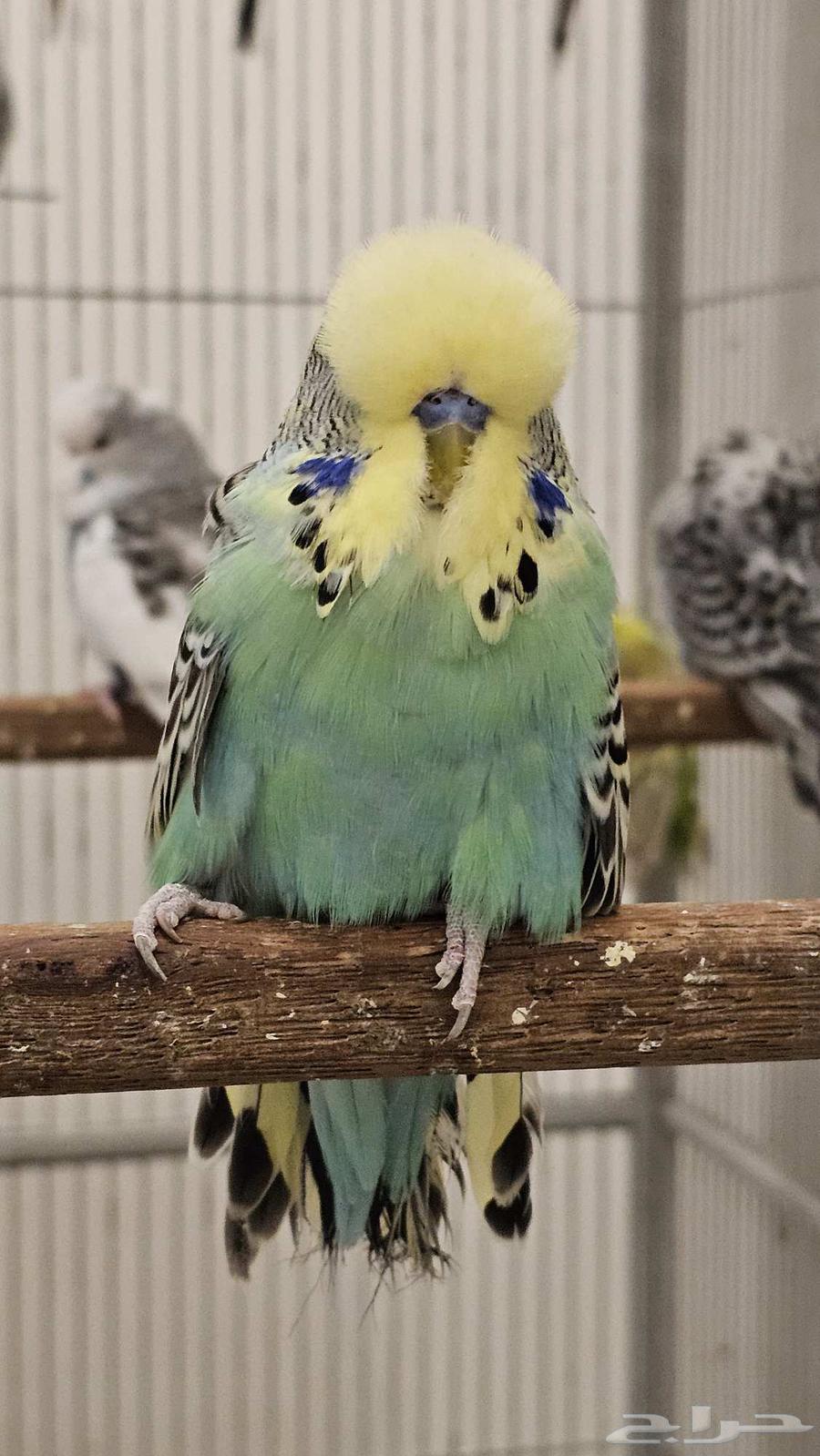 English Parakeet, Beautiful Color and Level633868035508511117
