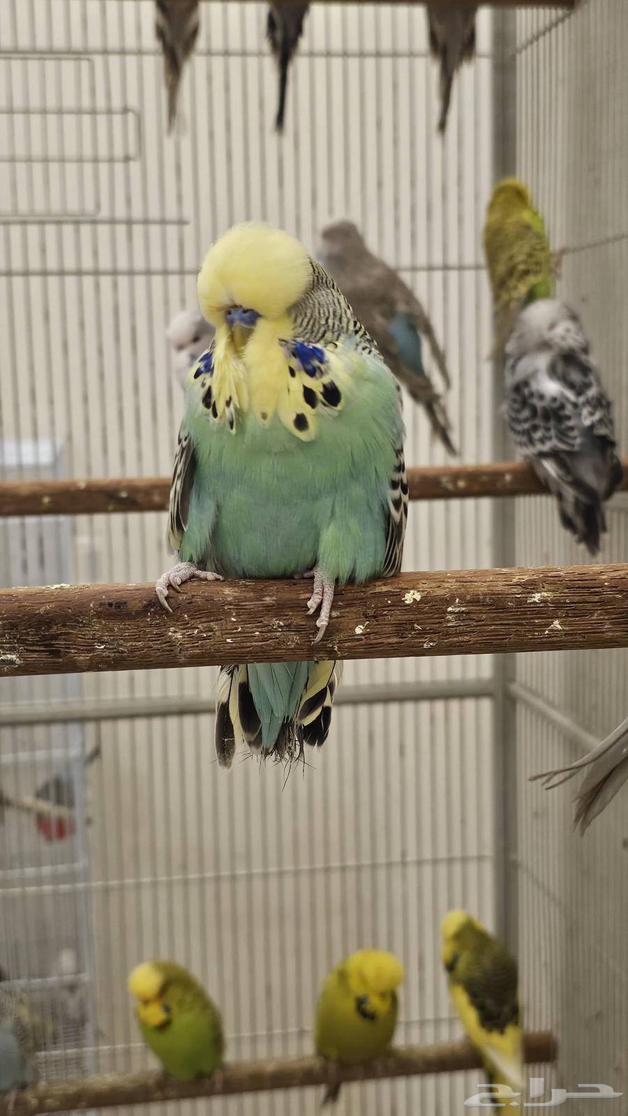 English Parakeet, Beautiful Color and Level63386803550851112