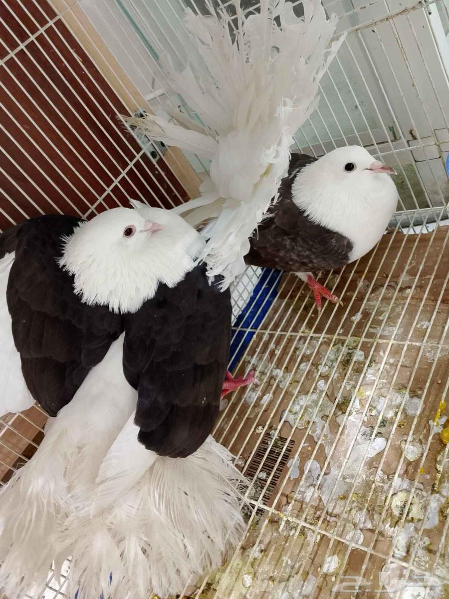Unique White Sunbathing Bath63388194345859111