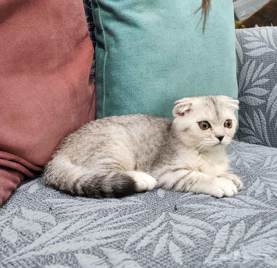 كيتن انثي سكوتش فولد سيلفر63392419228801112