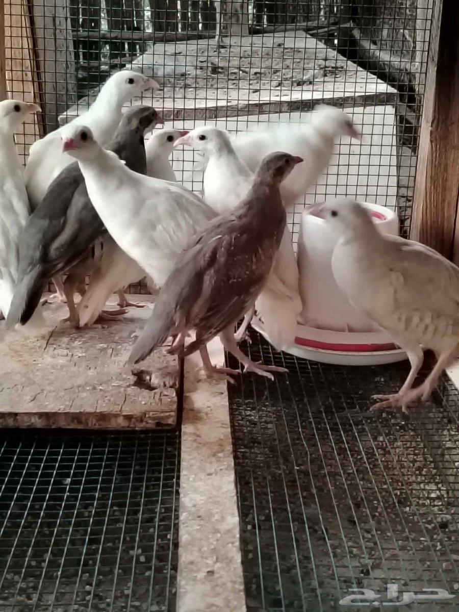 White quail, a rare breed of quail63385966477955111