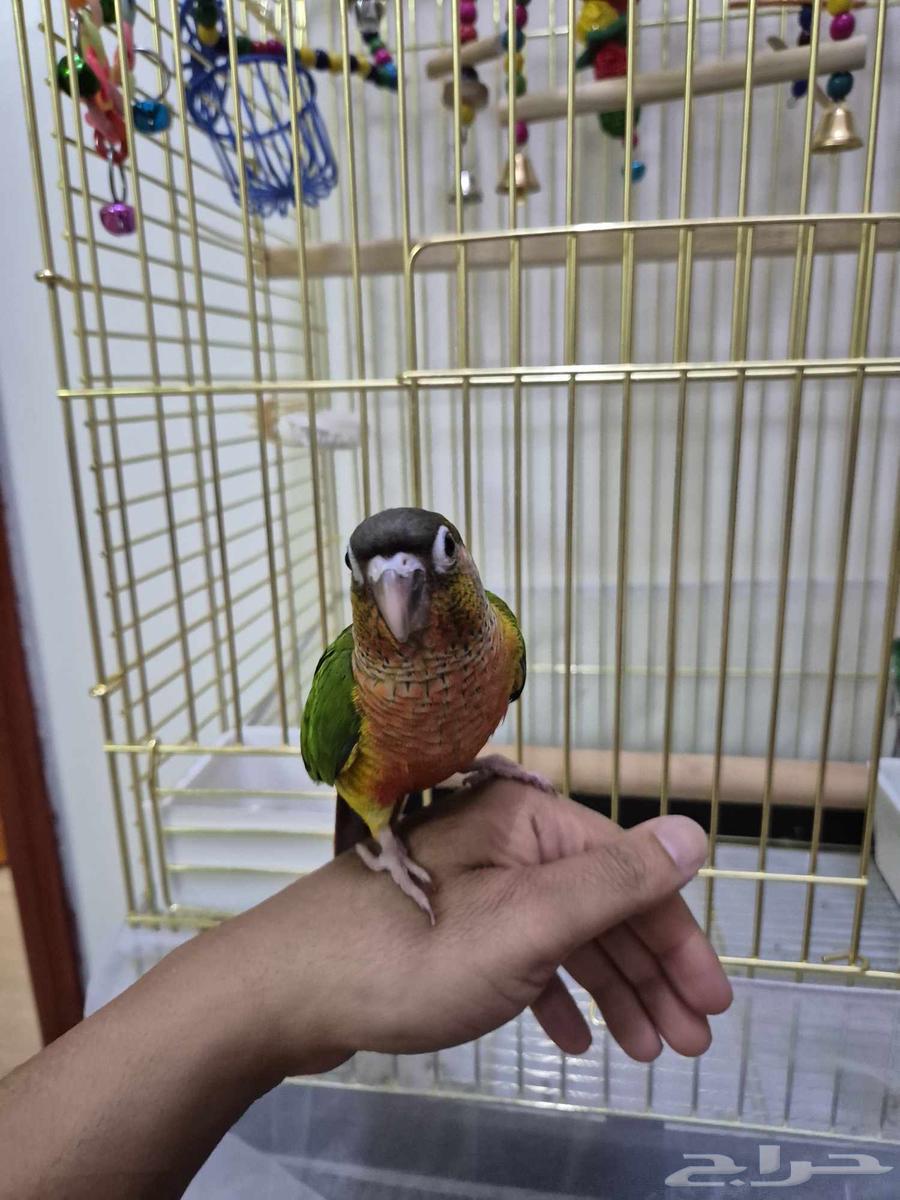 للبيع ببغاء كنيور63387040774530111