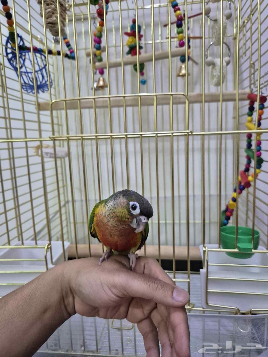 للبيع ببغاء كنيور63387040774530112