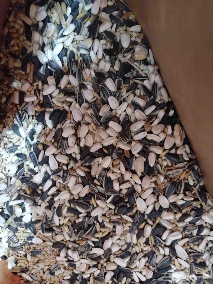 Cats and birds food. And accessories63137556212609114