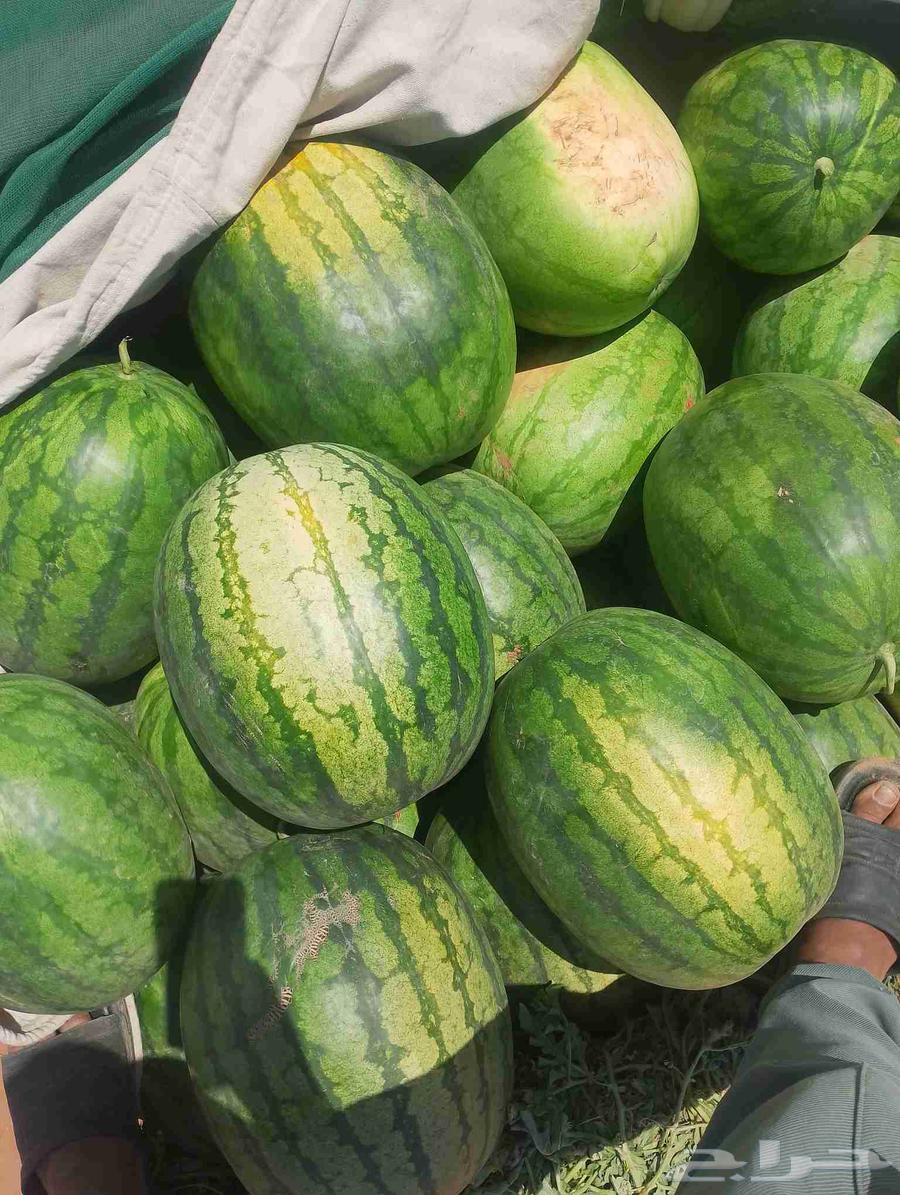حبحب للبيع ديانا كامل النوع جاك الجوف63387721510531111