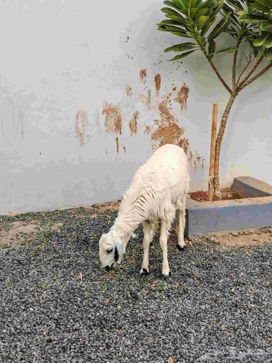 رخل حرشا ( تم البيييع )63386750545027110